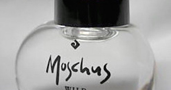 Wild in online love perfume