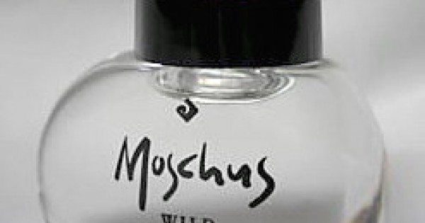 Oil love moschus wild Moschus Wild